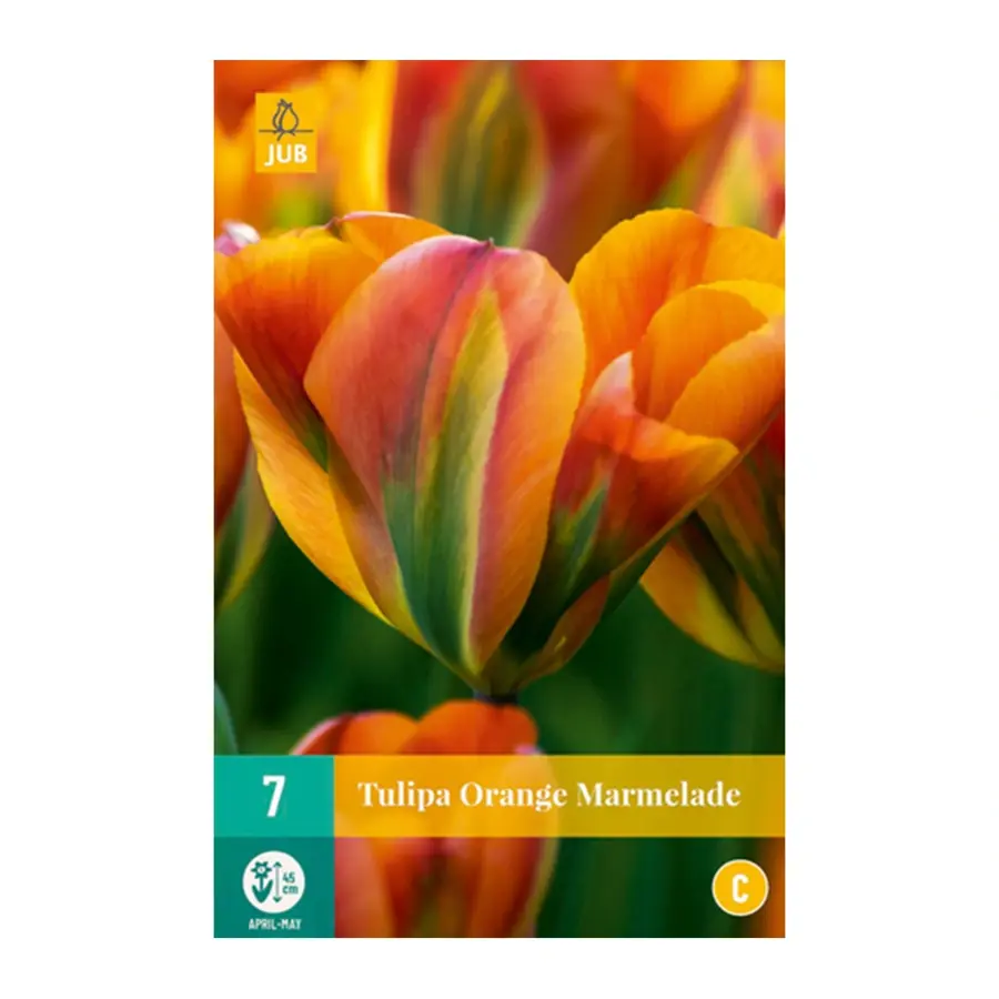 Tulipa Orange Marmalade - 7 st.