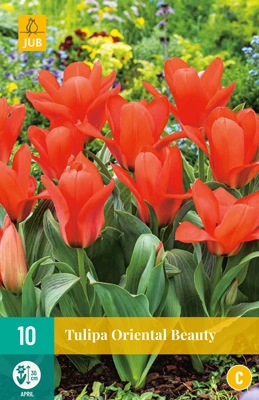 JUB Holland Tulipa Oriental Beauty - 10 st.