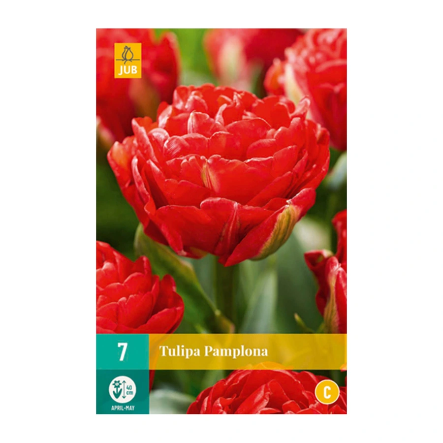 Tulipa Pamplona - 7 st.