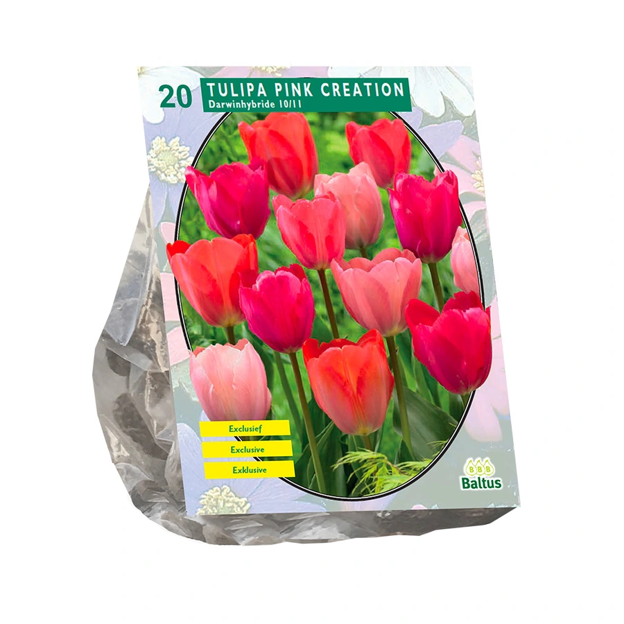 Baltus Tulipa Pink Creation - 20 st.