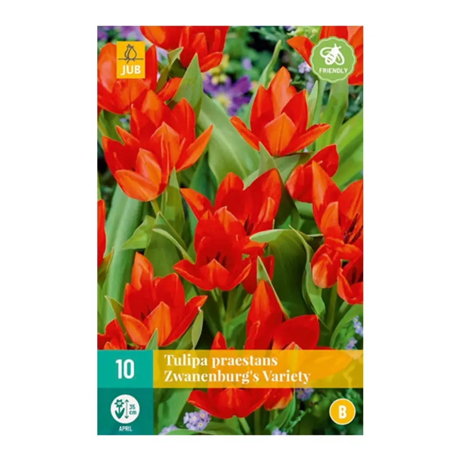 Tulipa Praestans Zwanenburg Variety - 10 st.