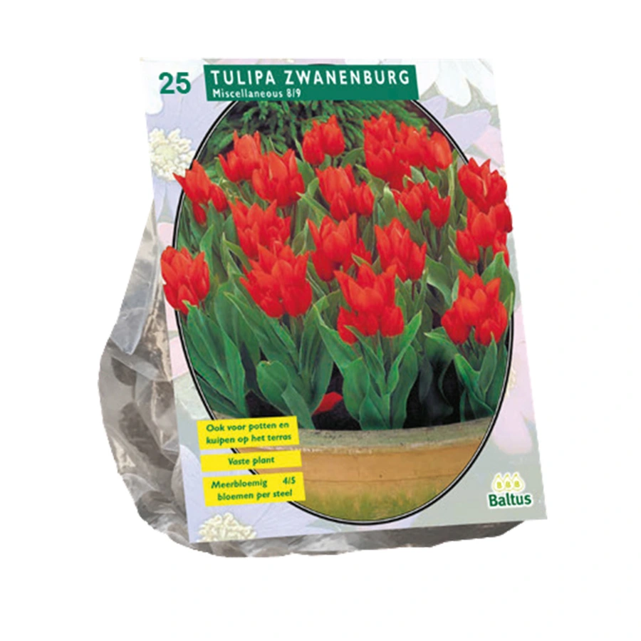 Baltus Tulipa Zwanenburg - 25 st.