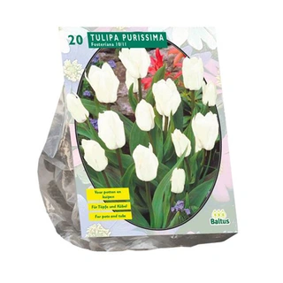 Baltus Tulipa Purissima Fosteriana - 20 st.