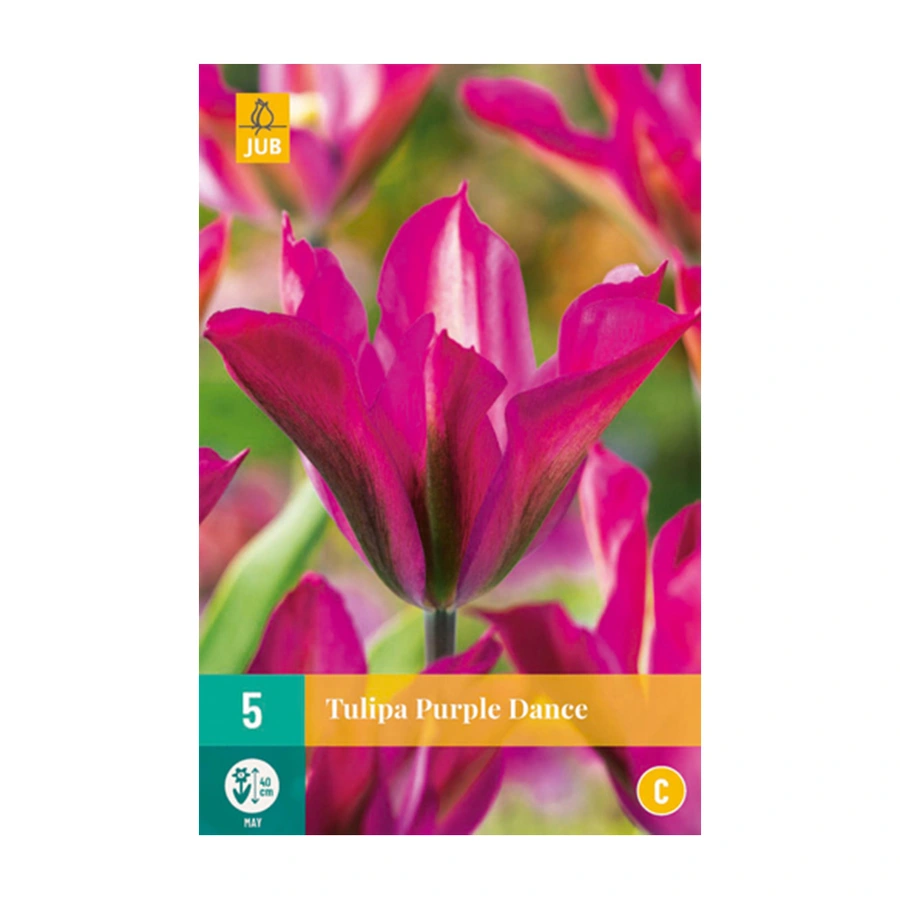 Tulipa Purple Dance - 5 st.