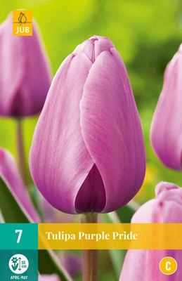 JUB Holland Tulipa Purple Pride - 7 st.