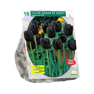 Baltus Tulipa Queen of Night - 15 st.