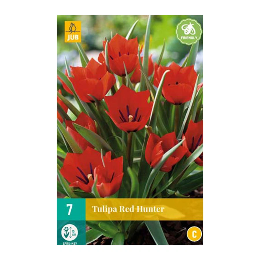 Tulipa Red Hunter - 7 st.