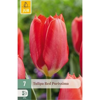 Tulipa Red Purissima 7 st. | de Boet
