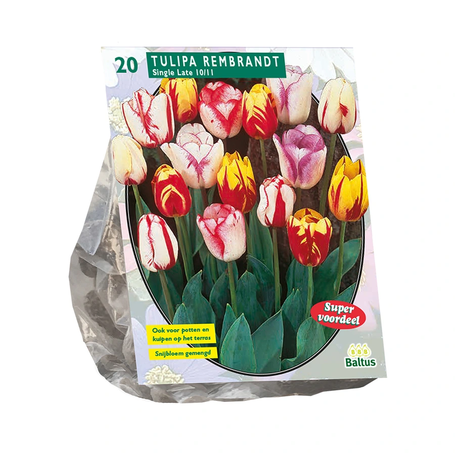 Baltus Tulipa Rembrandt Mix - 20 st.