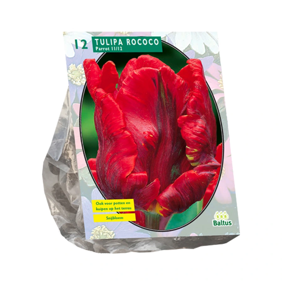 Baltus Tulipa Rococo Parrot - 12 st.