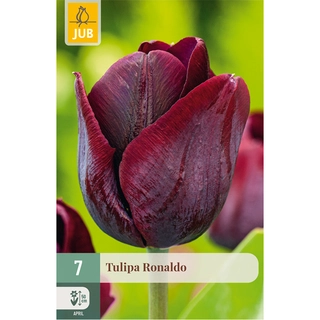 Tulipa Ronaldo 7 st. | de Boet