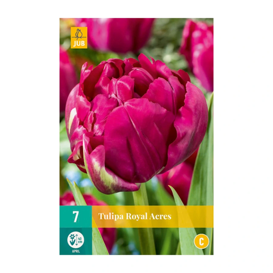 Tulipa Royal Acres - 7 st.