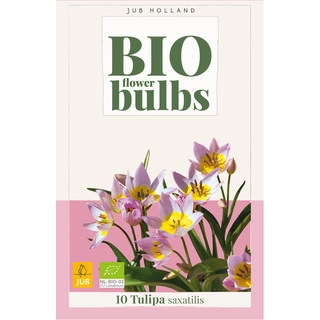 Tulipa Saxatilis Biologisch 10 st. | de Boet