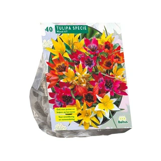 Baltus Tulipa Specie Mix - 40 st.