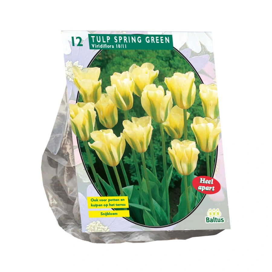 Baltus Tulipa Spring Green Viridiflora - 12 st.