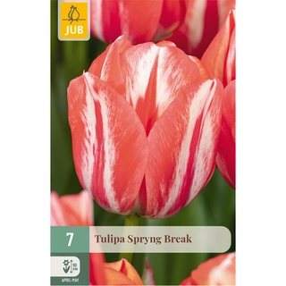 Tulipa Spryng Break 7 st. | de Boet