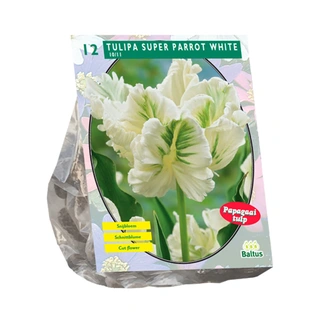 Baltus Tulipa White Parrot - 12 st.