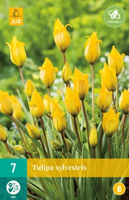 JUB Holland Tulipa sylvestris - 7 st.