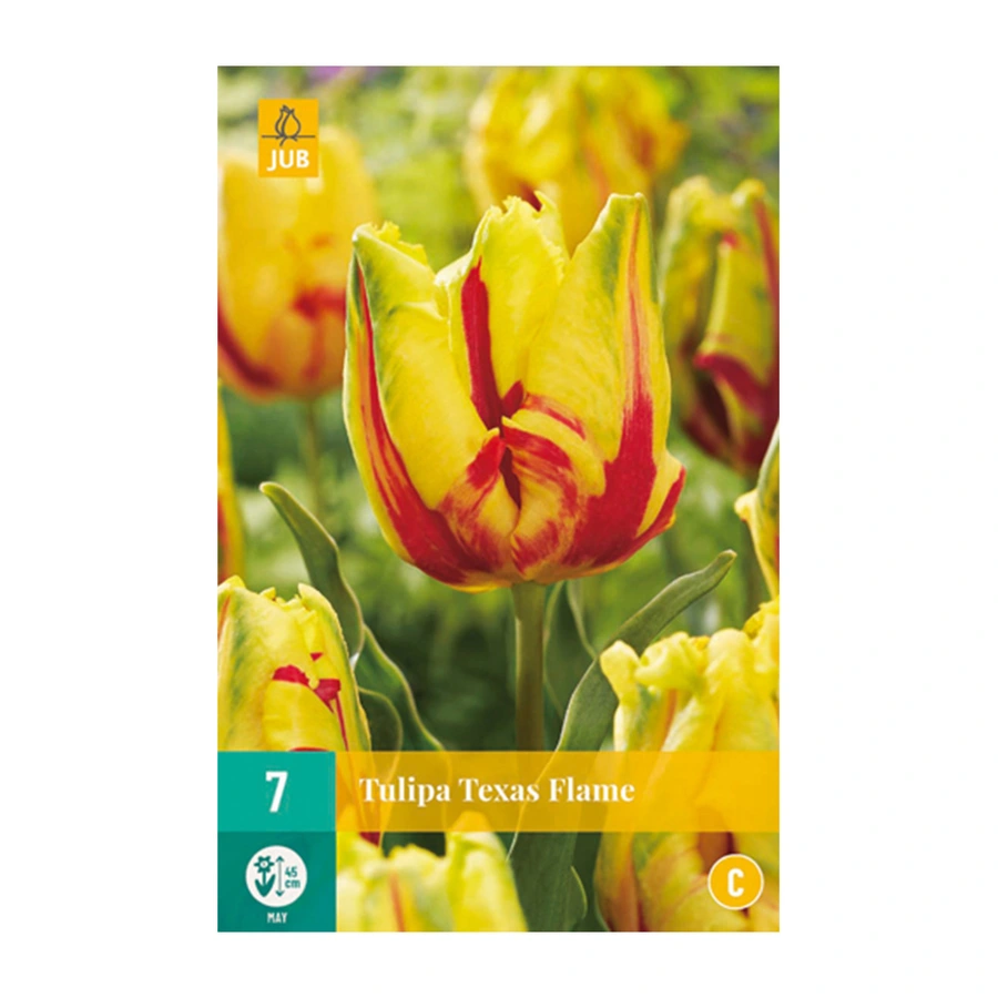 Tulipa Texas Flame - 7 st.