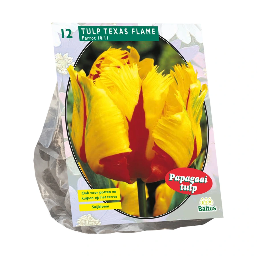 Baltus Tulipa Texas Flame - 12 st.