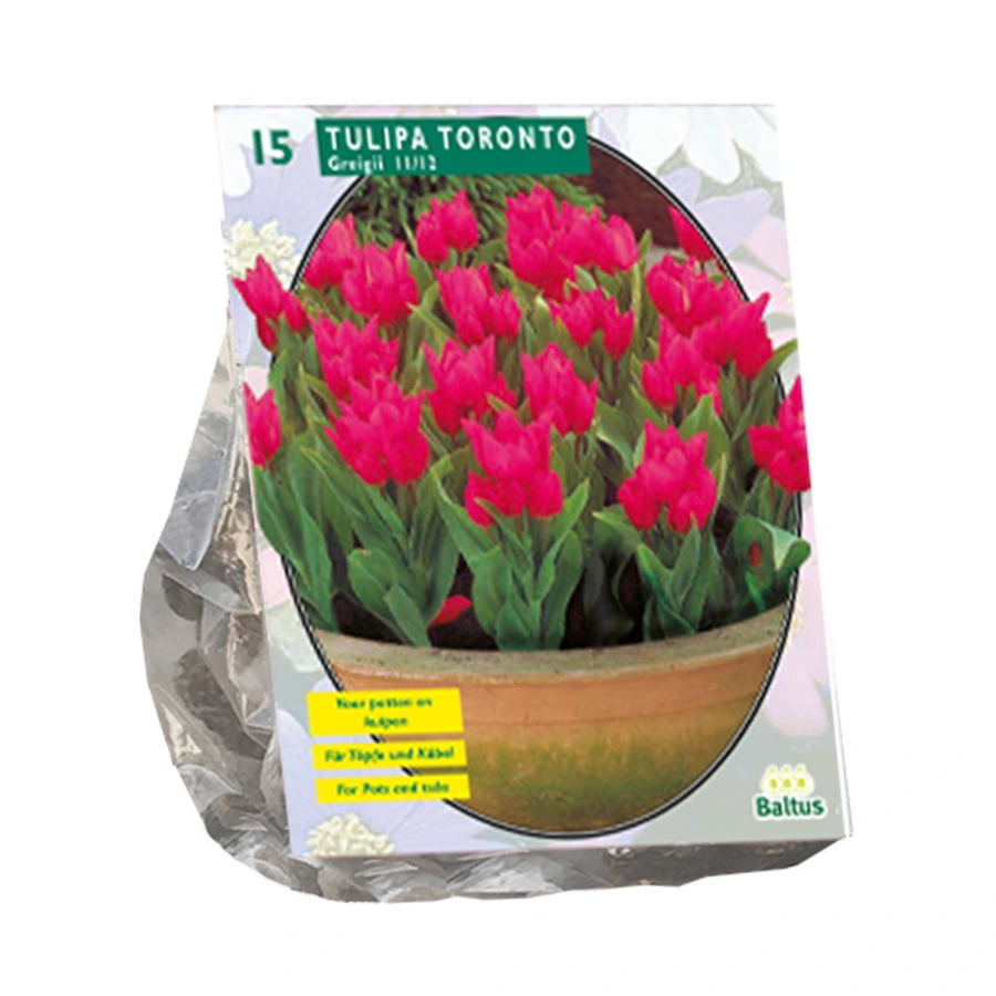 Baltus Tulipa Toronto Greigii - 15 st.