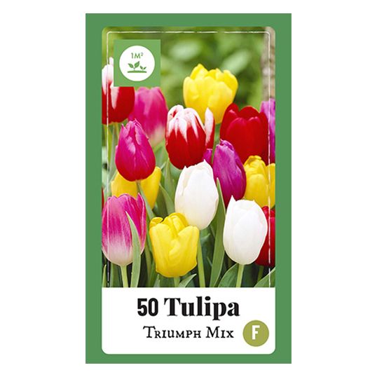 Tulipa Triumph mix - 50 st.