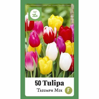 Tulipa Triumph mix - 50 st.