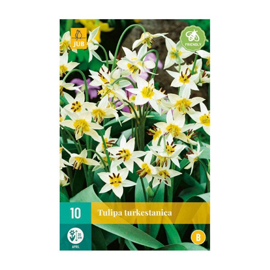 Tulipa Turkestanica - 10 st.