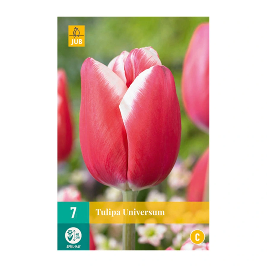 Tulipa Universum - 7 st.