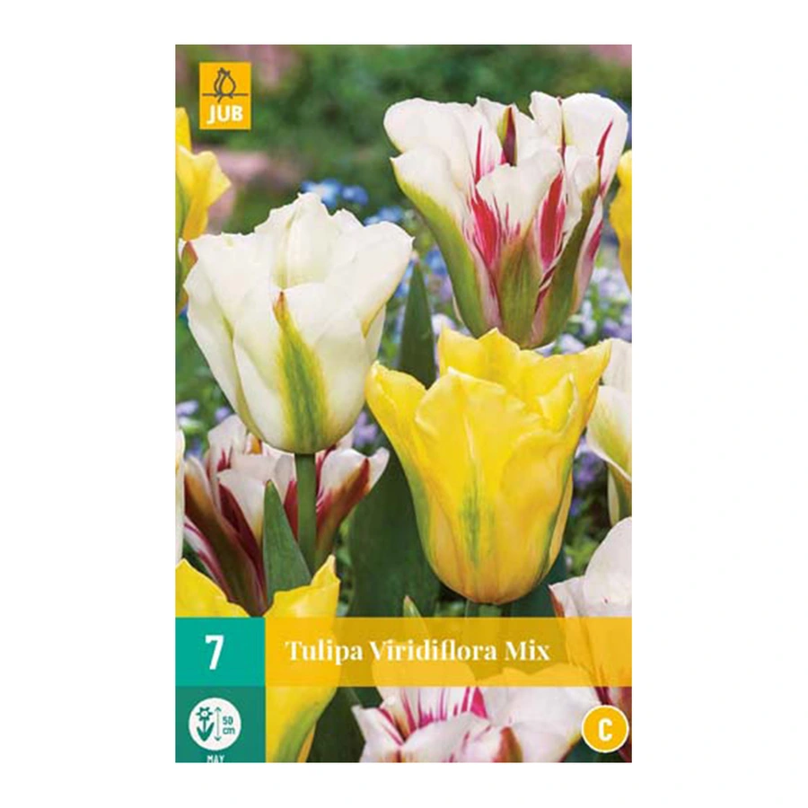 Tulipa Viridiflora Mix - 7 st.