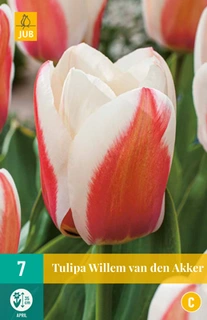 JUB Holland Tulipa Willem van den Akker - 7 st.