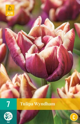 JUB Holland Tulipa Wyndham - 7 st.