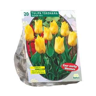 Baltus Tulipa Yokohama Triumph - 20 st.