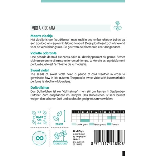 Horti Tops Viola, Maarts Viooltje - afbeelding 2