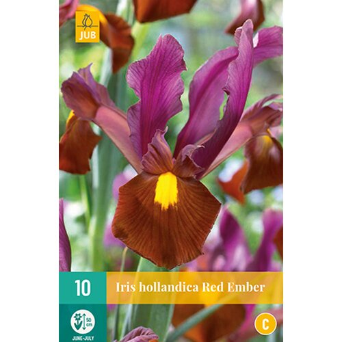 Iris hollandica Red Ember - 10 st.