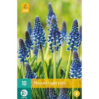 Muscari Night Eyes - 10 st.