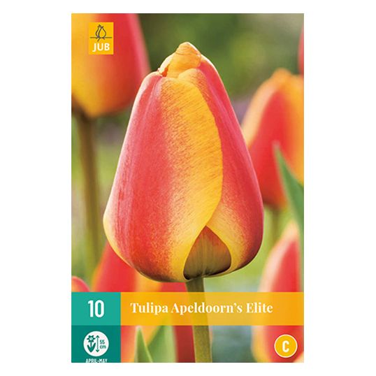 Tulipa Apeldoorn's Elite - 10 st.