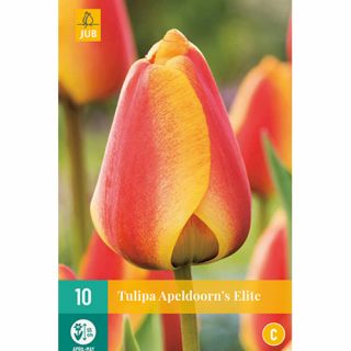 Tulipa Apeldoorn's Elite - 10 st.