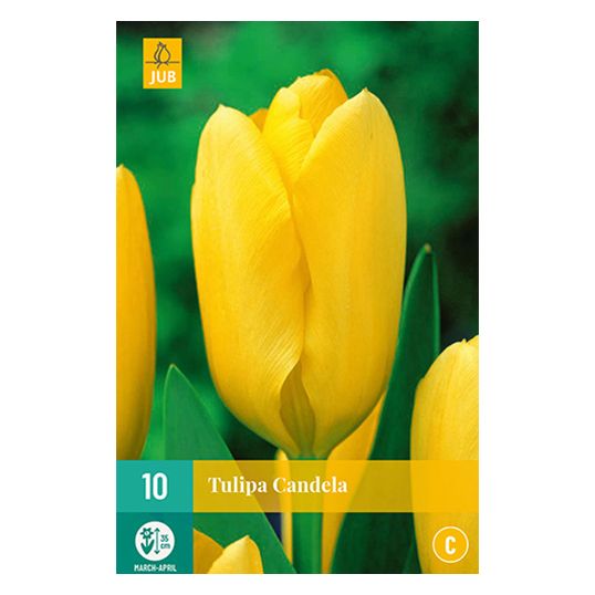 Tulipa Candela - 10 st.