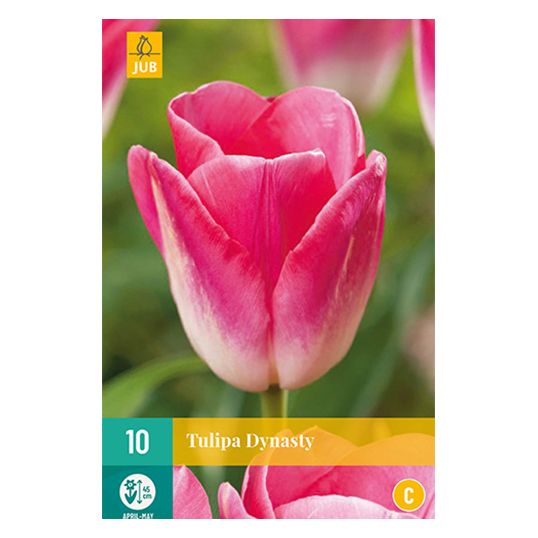 Tulipa Dynasty - 10 st.