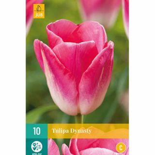 Tulipa Dynasty - 10 st.