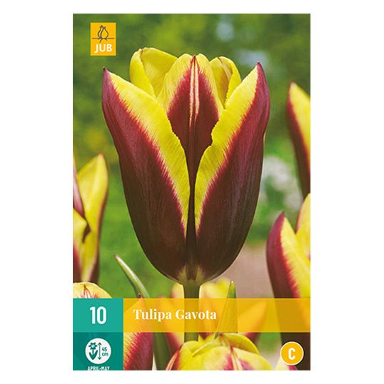 Tulipa Gavota - 10 st.