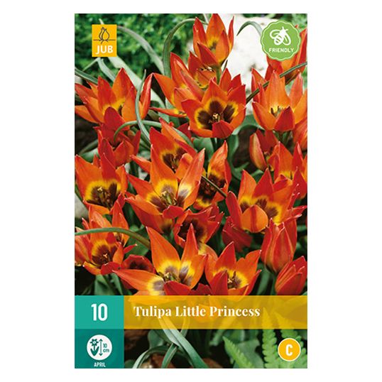 Tulipa Little Princess - 10 st.