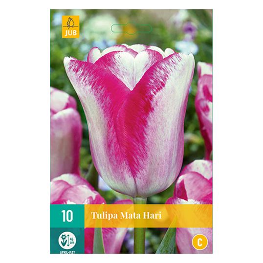 Tulipa Mata Hari - 10 st.