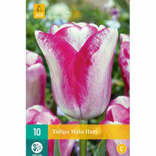 Tulipa Mata Hari - 10 st.