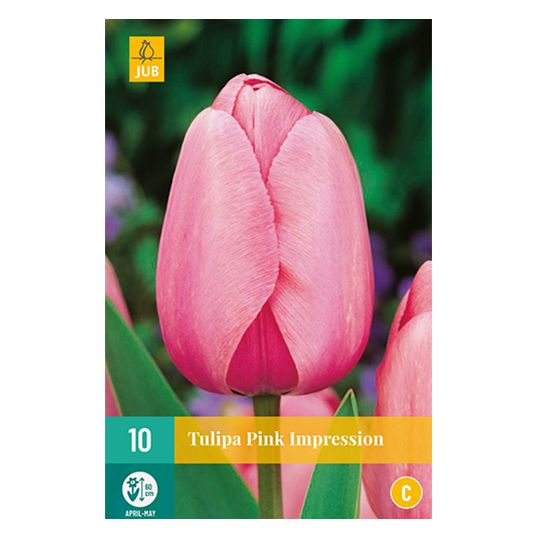 Tulipa Pink Impression - 10 st.