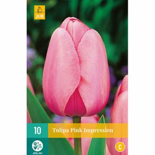 Tulipa Pink Impression - 10 st.