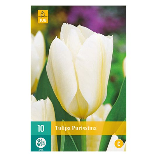 Tulipa Purissima - 10 st.