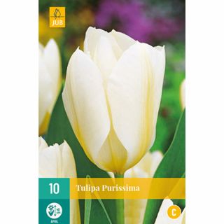 Tulipa Purissima - 10 st.