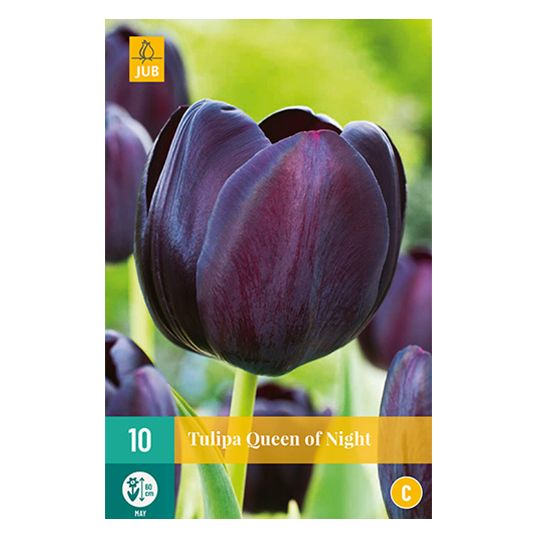 Tulipa Queen of Night - 10 st.